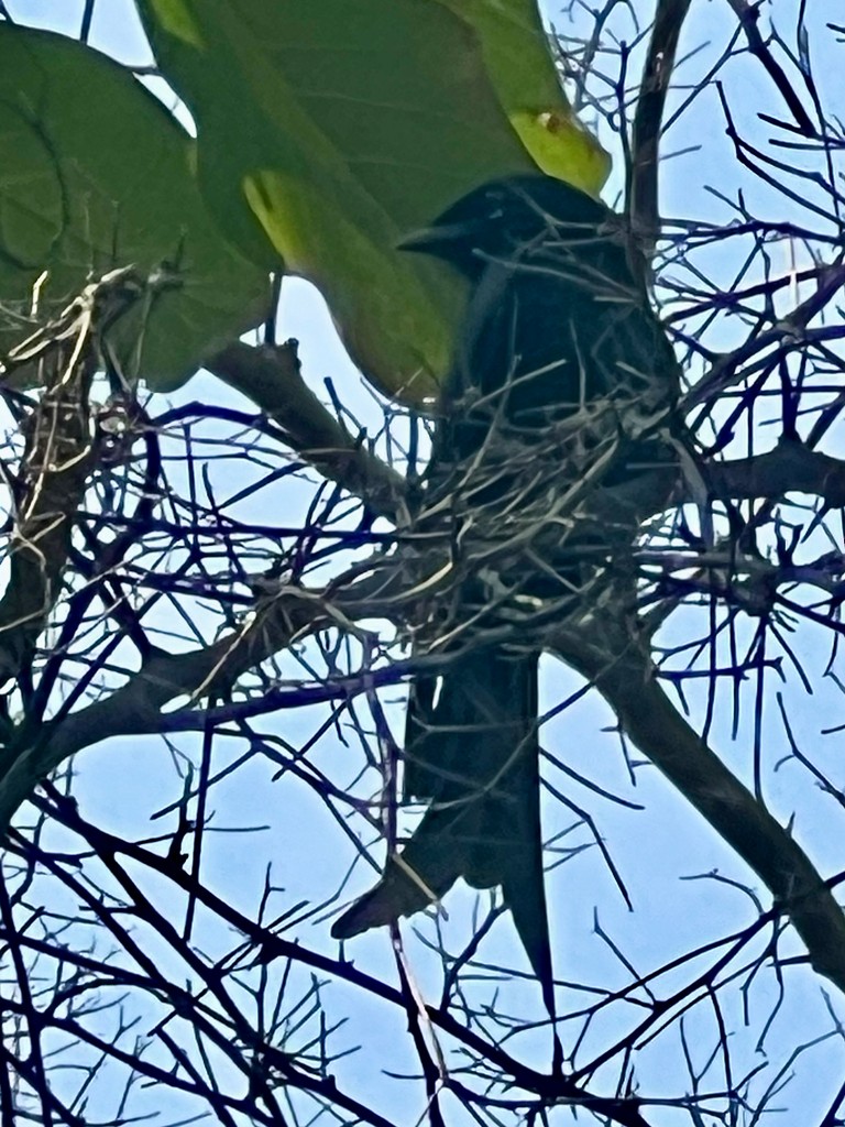 drongo černý - ML646116698