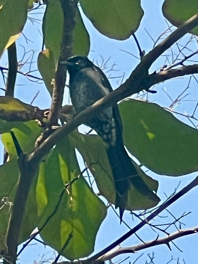 drongo černý - ML646116699