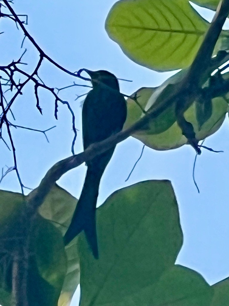 drongo černý - ML646116700