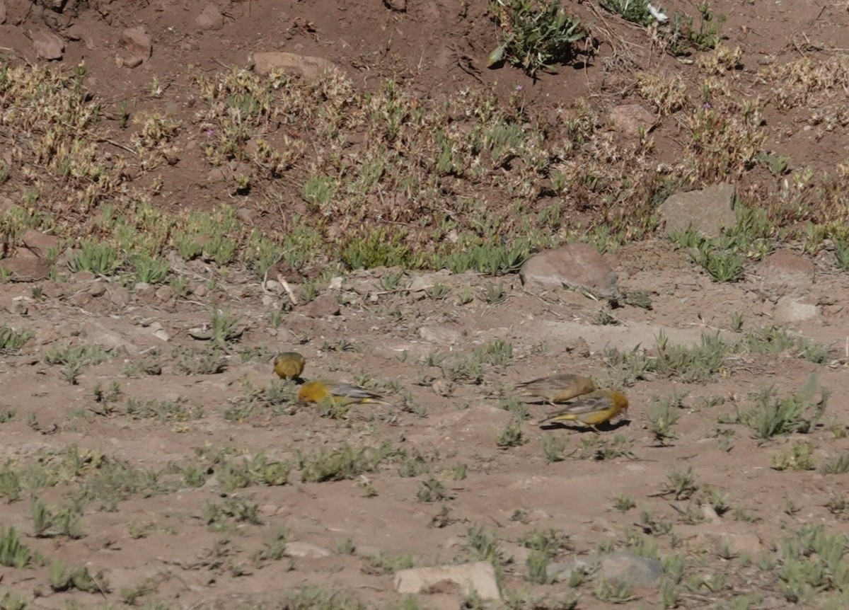 Greater Yellow-Finch - ML646116701