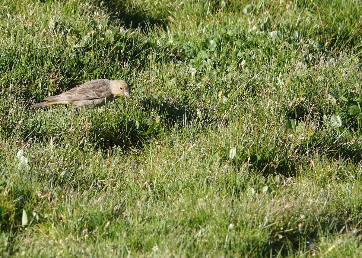 Greater Yellow-Finch - ML646116702