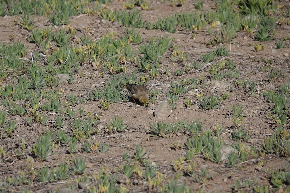 Greater Yellow-Finch - ML646116703