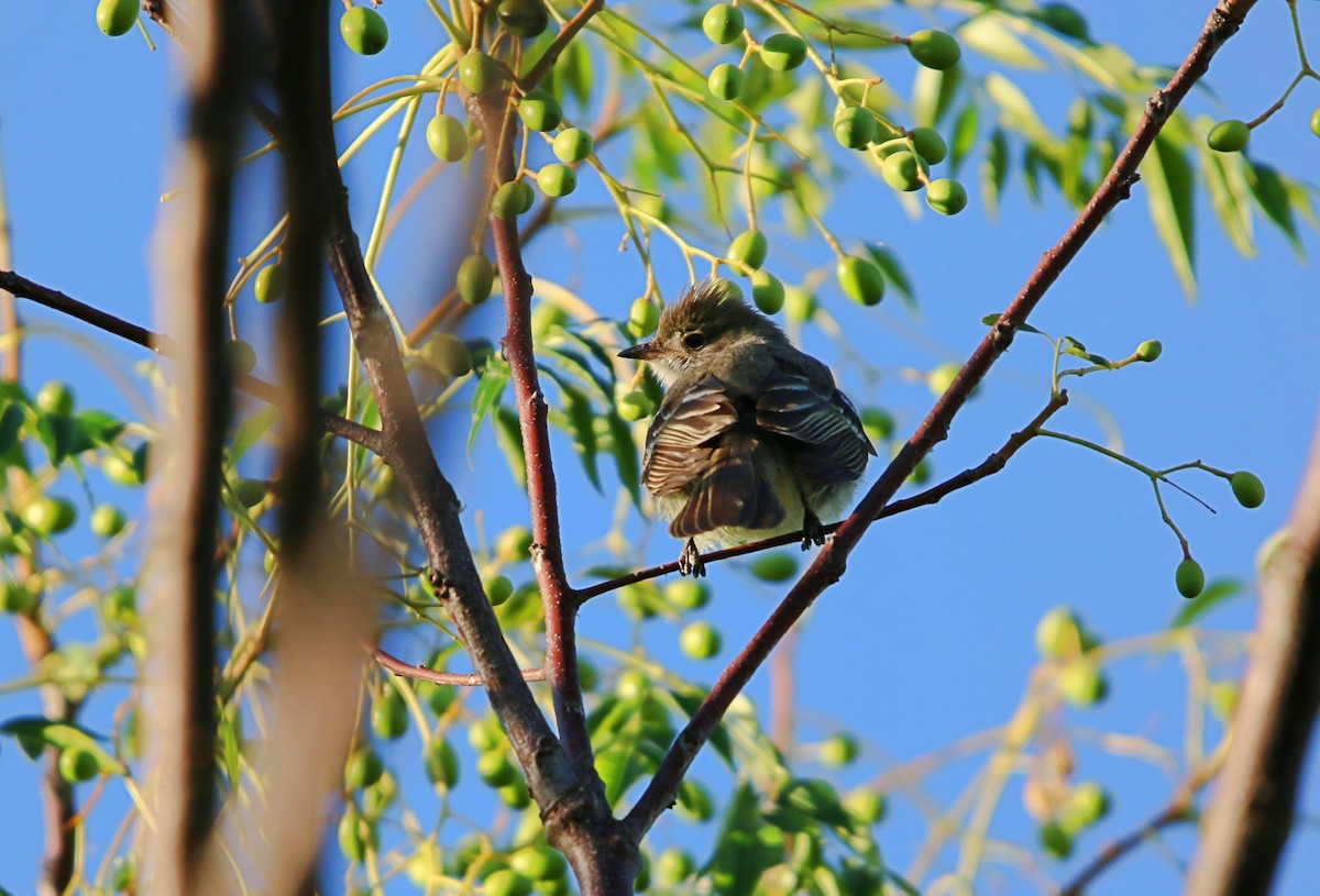 Large Elaenia - ML646116717