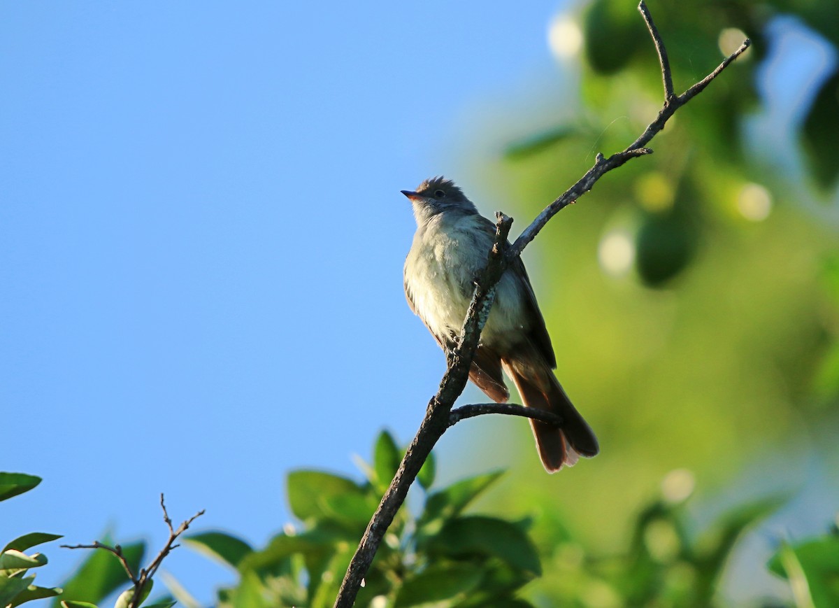 Large Elaenia - ML646116718