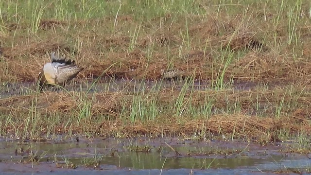 Garganey - ML646116722