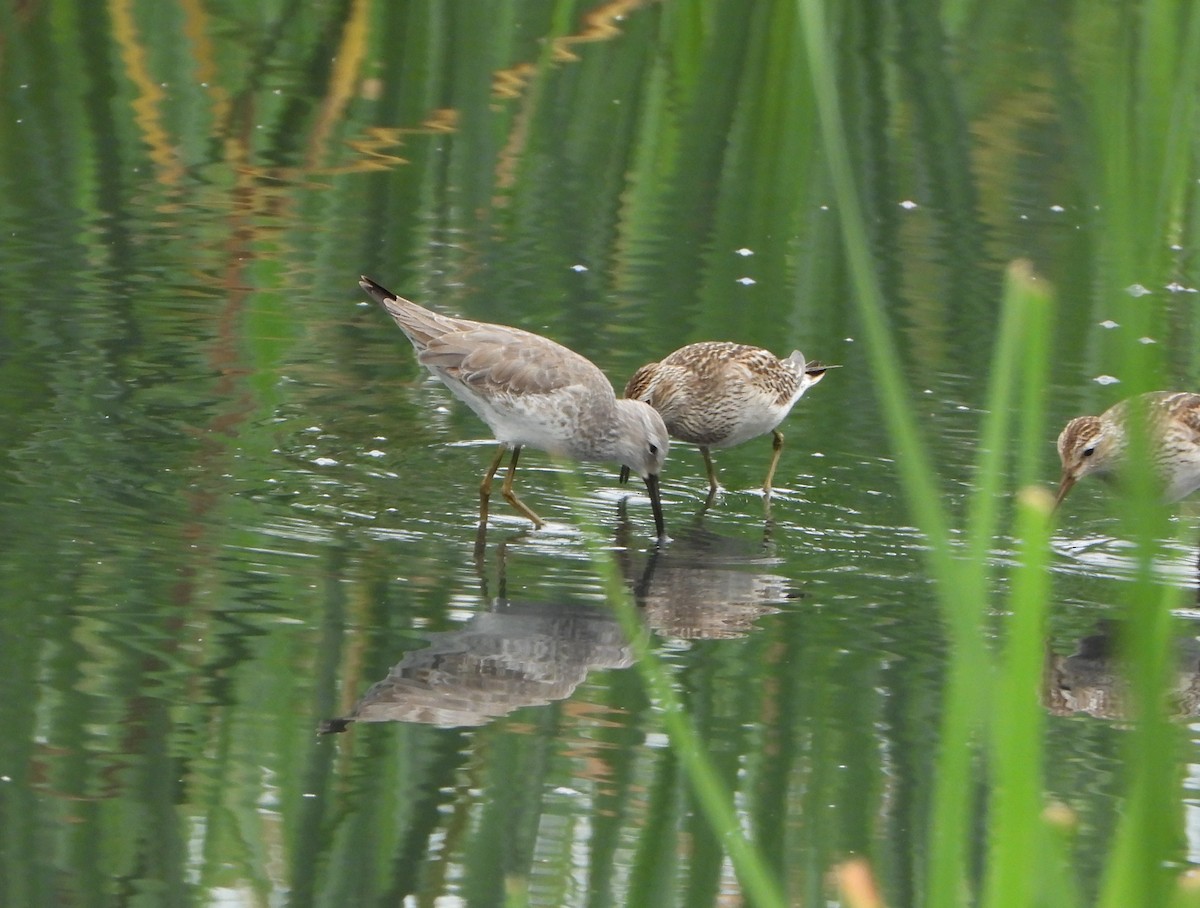 Побережник арктичний - ML646116738