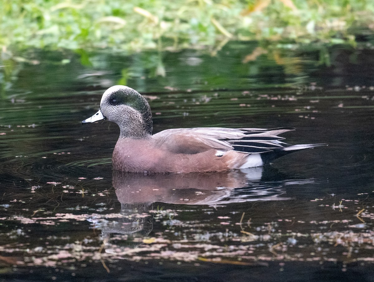 葡萄胸鴨 - ML646116740