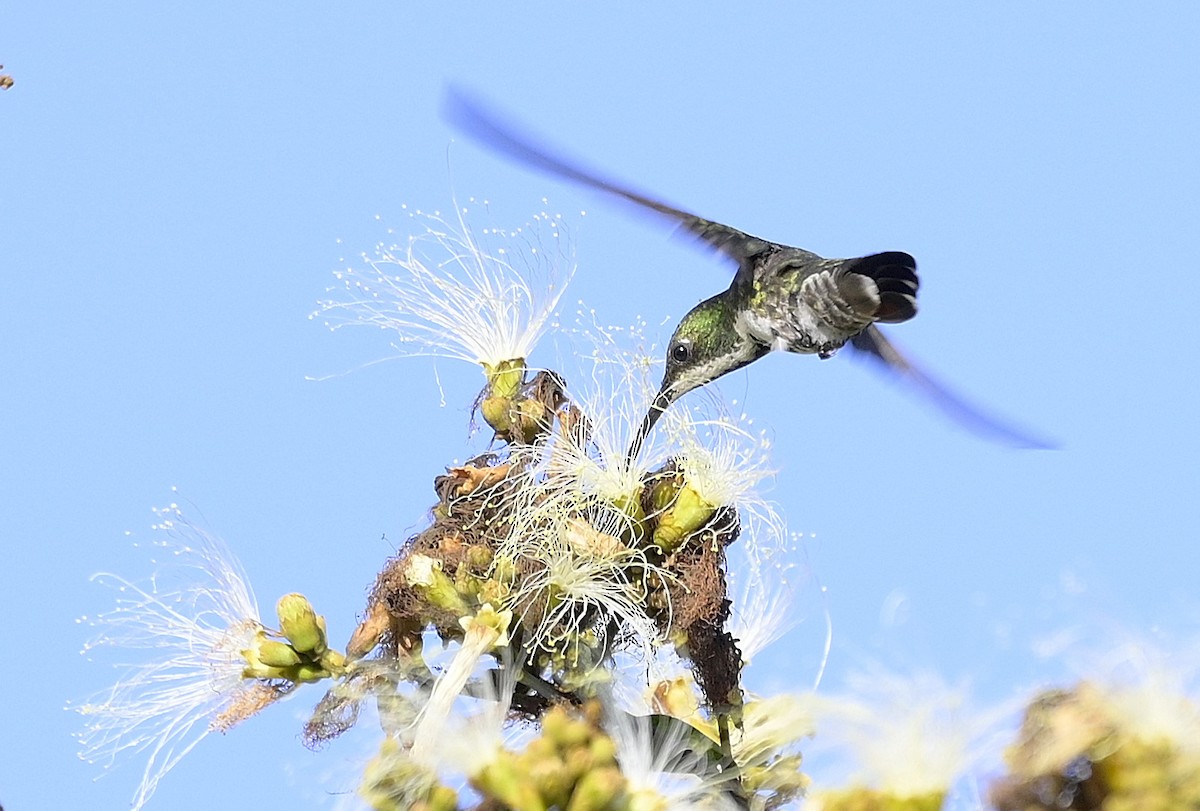 Black-throated Mango - ML646116741