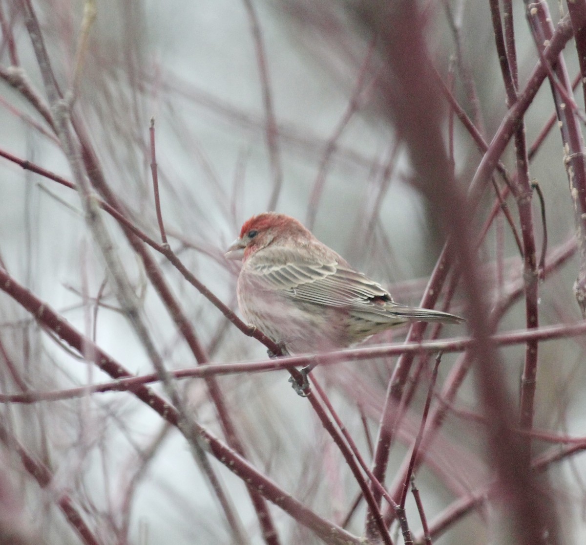 Hausgimpel - ML646116755