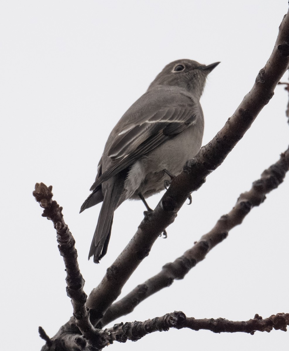 Townsend's Solitaire - ML646116760