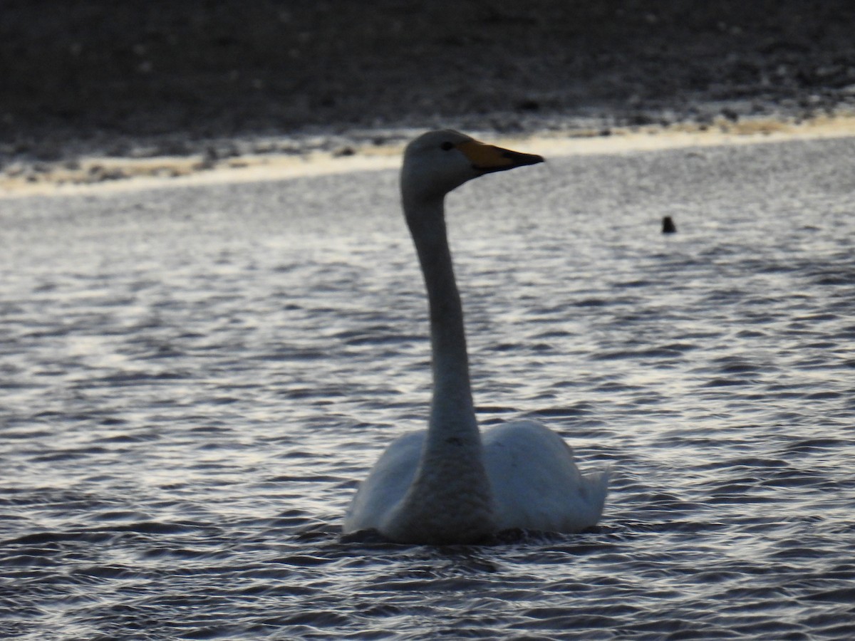 Singschwan - ML646116762