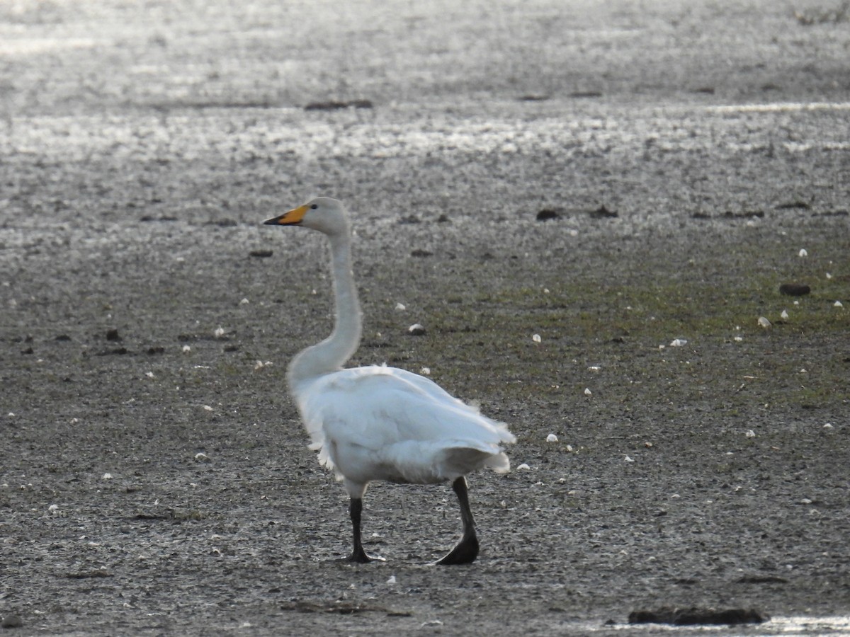 Singschwan - ML646116763