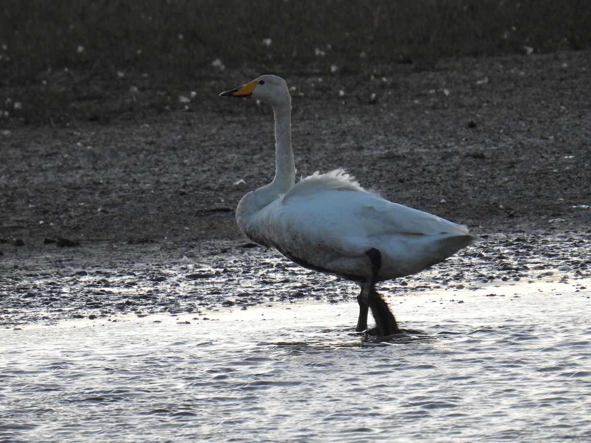 Singschwan - ML646116764