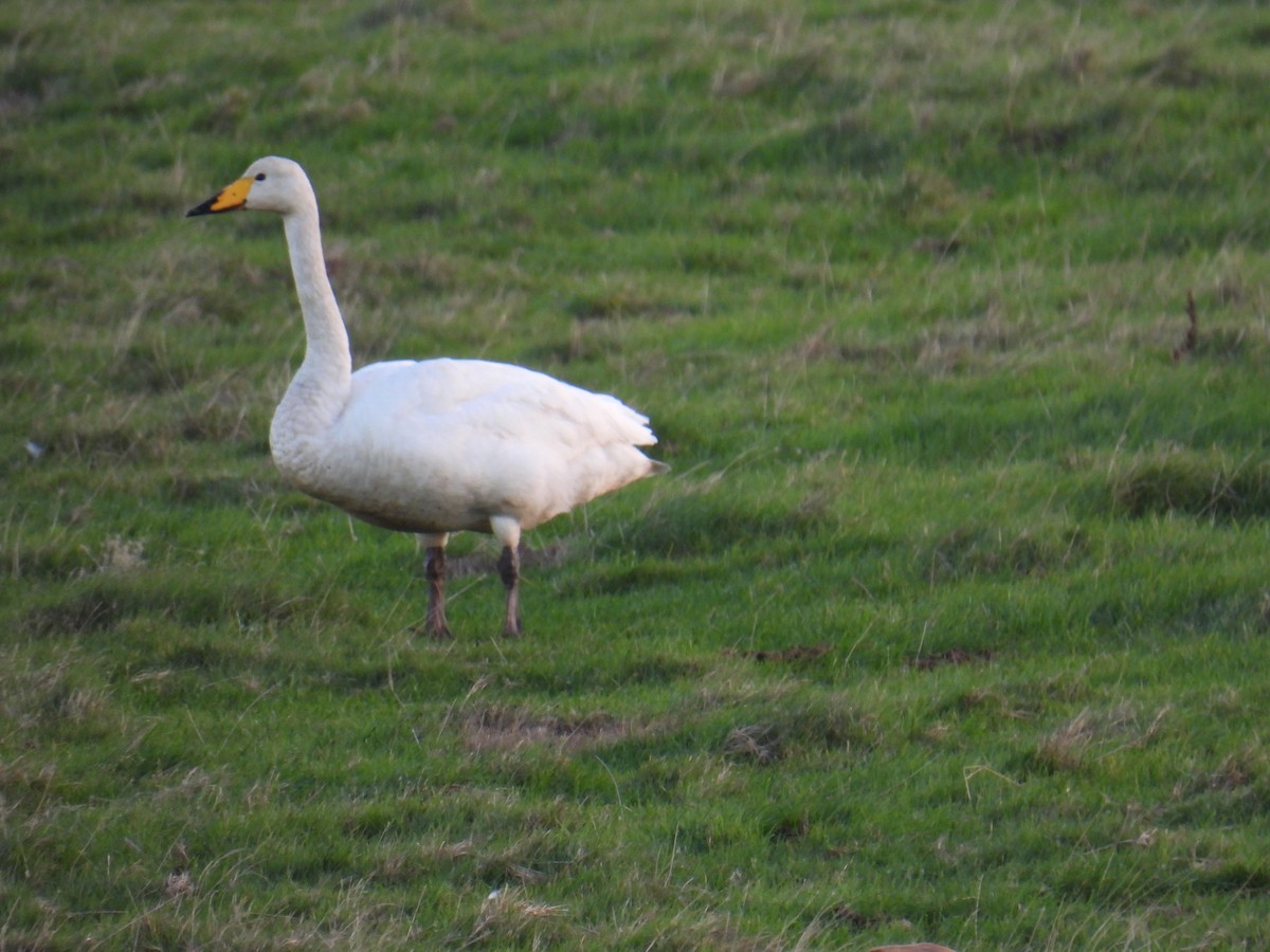 Singschwan - ML646116765