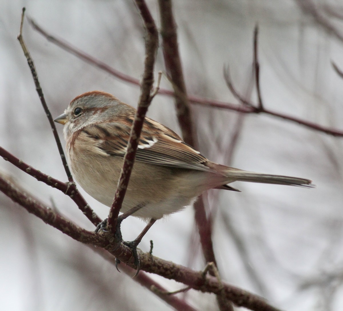 Пасовник північний - ML646116766