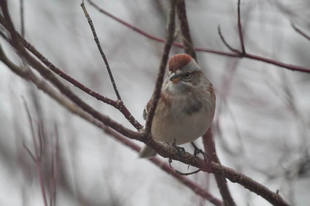 Пасовник північний - ML646116767