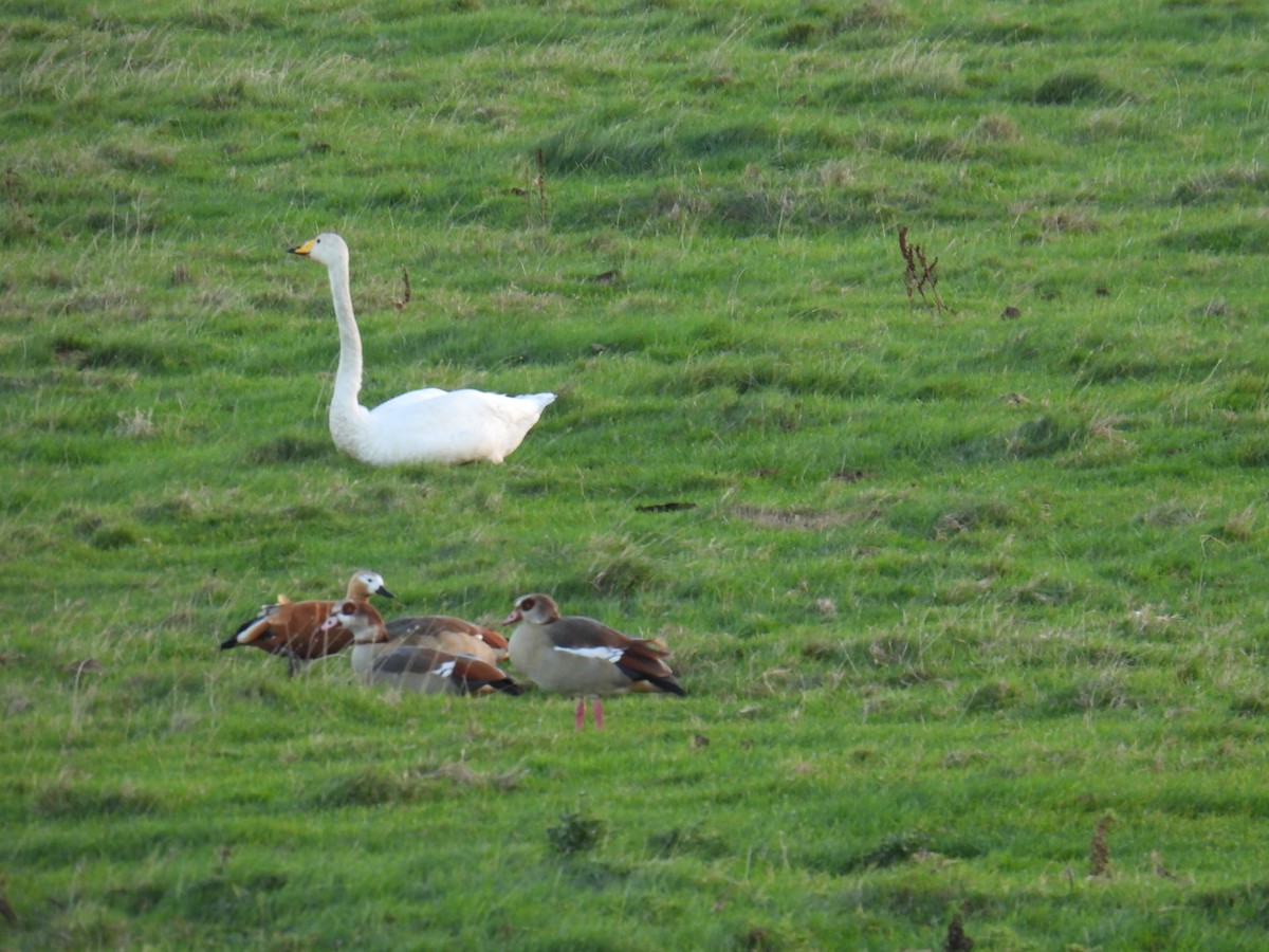 Singschwan - ML646116768