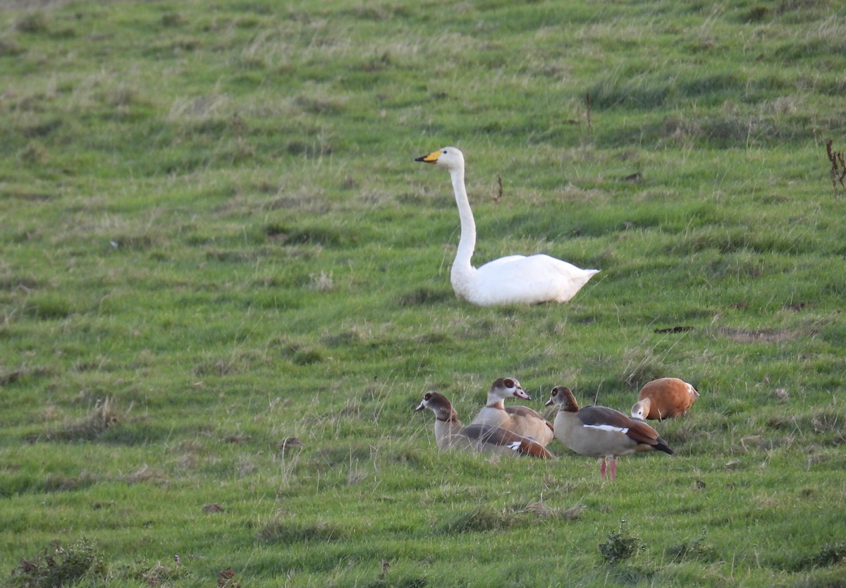 Singschwan - ML646116769