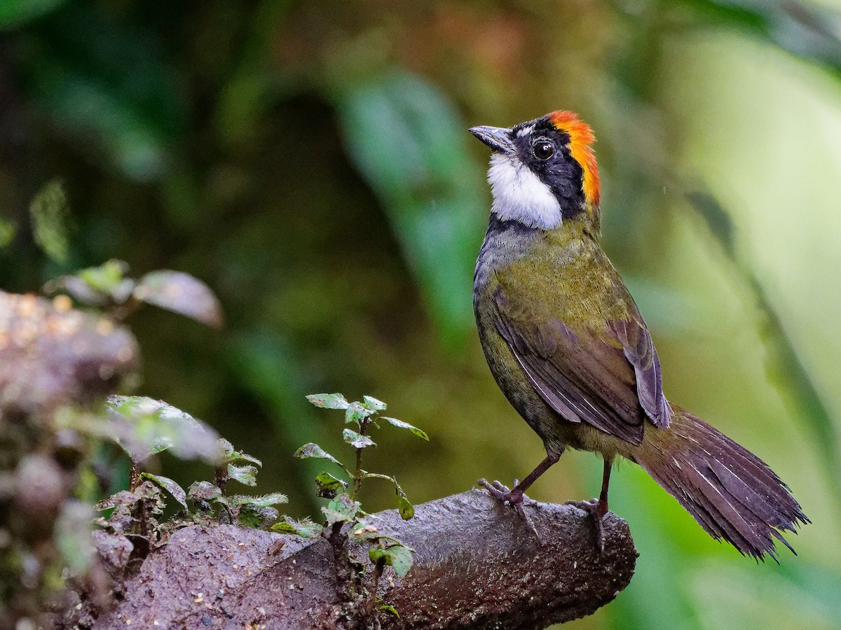 Braunkopf-Buschammer - ML646116772