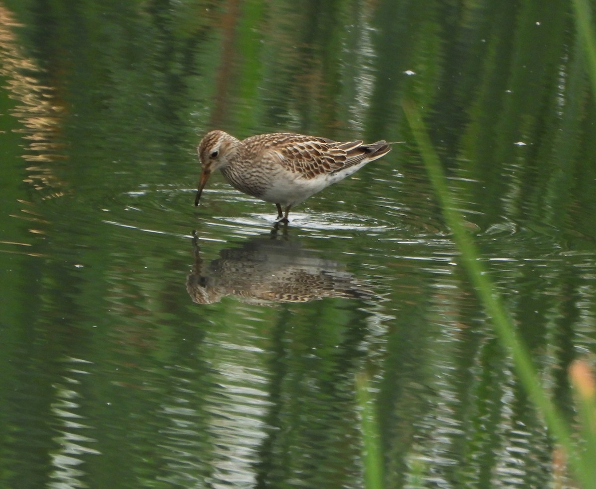 Graubrust-Strandläufer - ML646116775