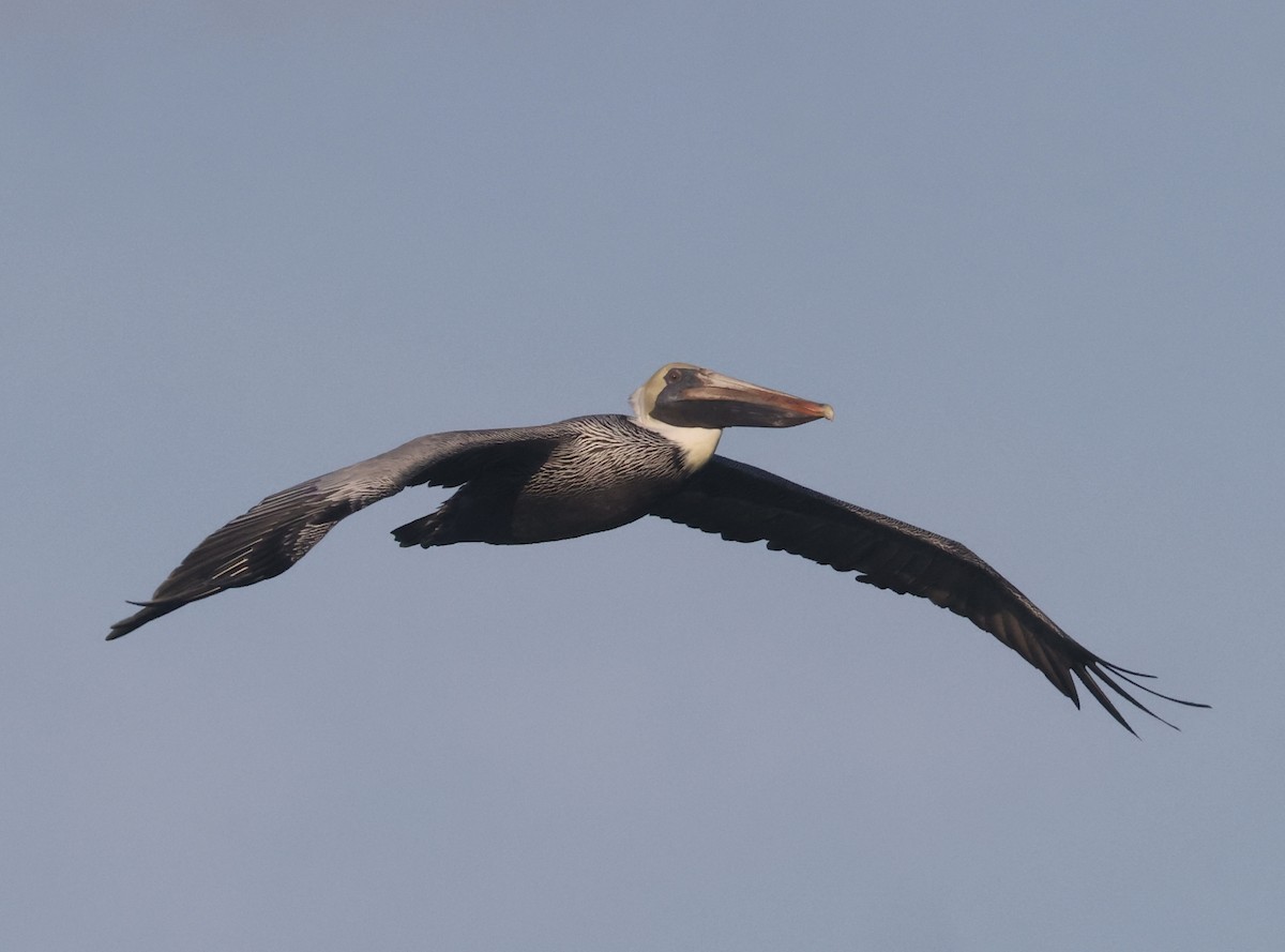 Braunpelikan - ML646116778