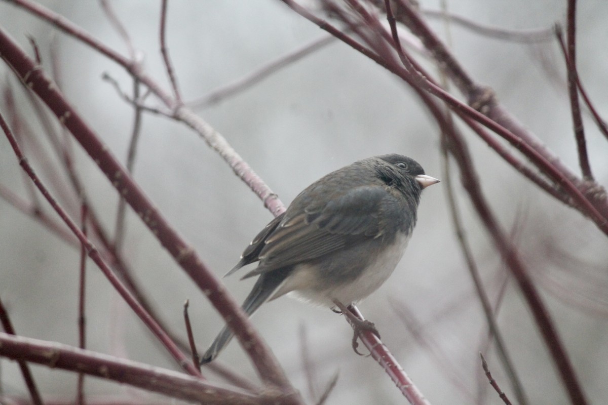 Winterammer - ML646116779