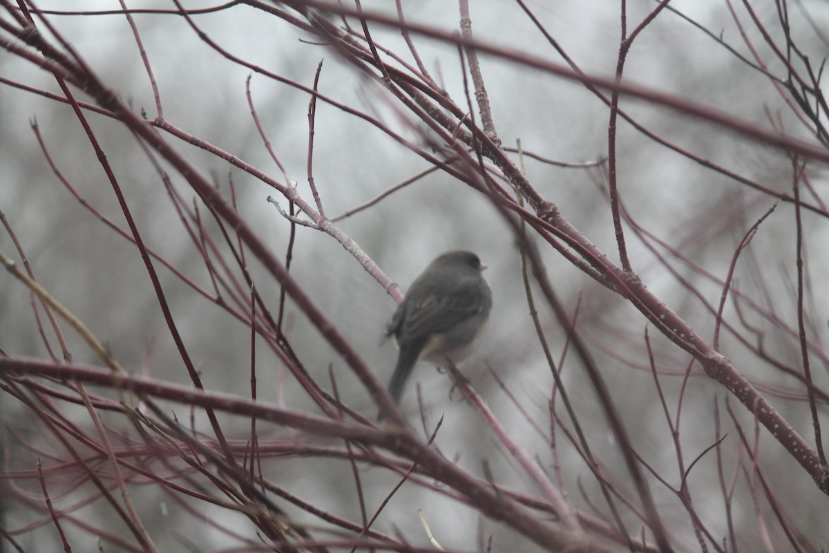 Winterammer - ML646116780