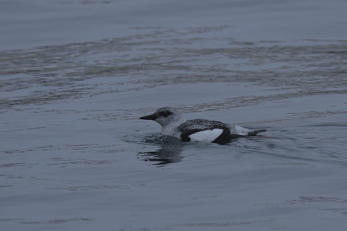 Gryllteiste - ML646116782