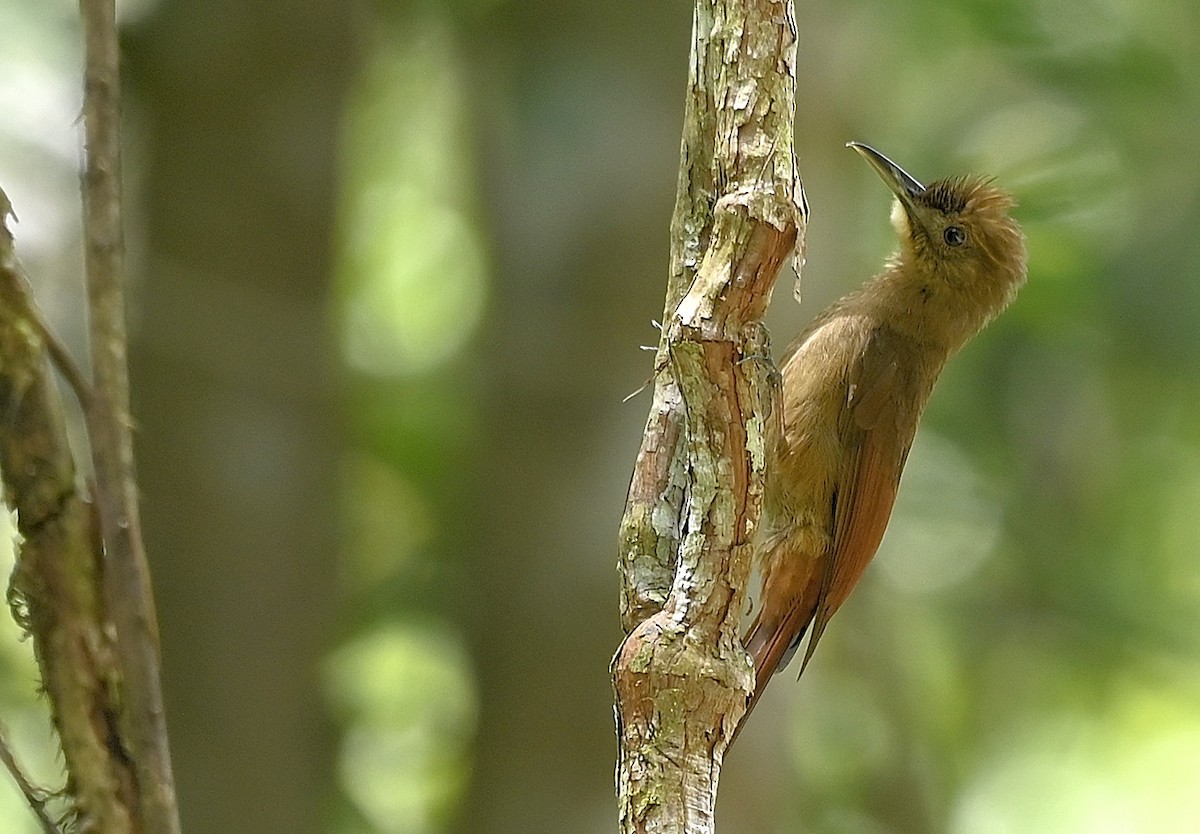 Einfarb-Baumsteiger - ML646116785