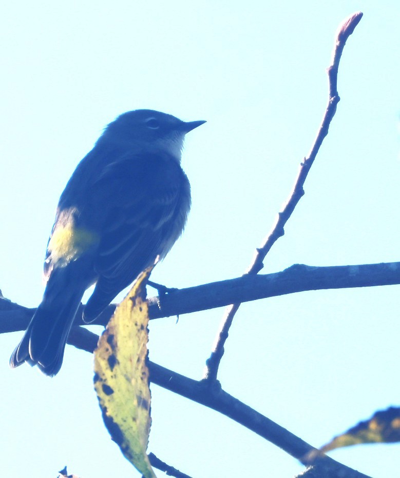 Kronenwaldsänger (coronata) - ML646116786