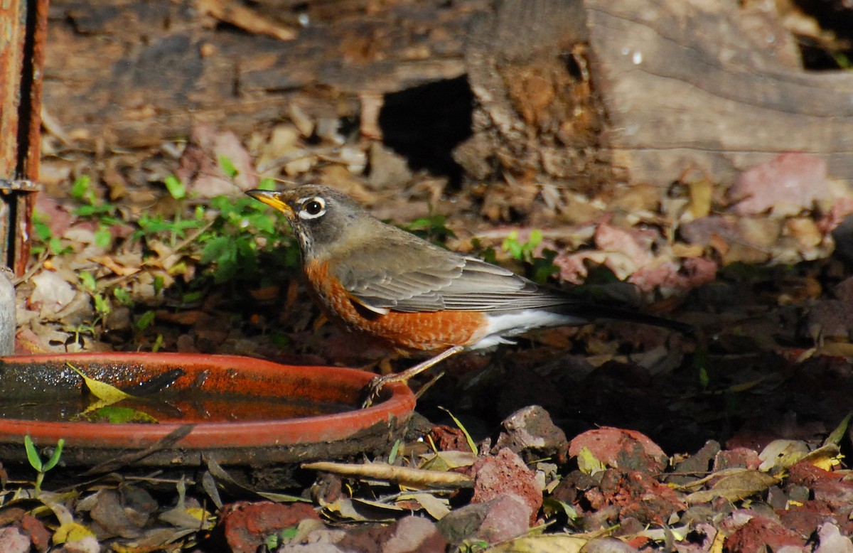 Wanderdrossel - ML646116787