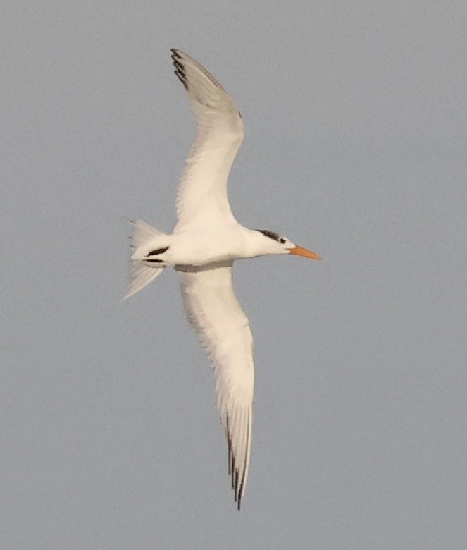 Königsseeschwalbe - ML646116790