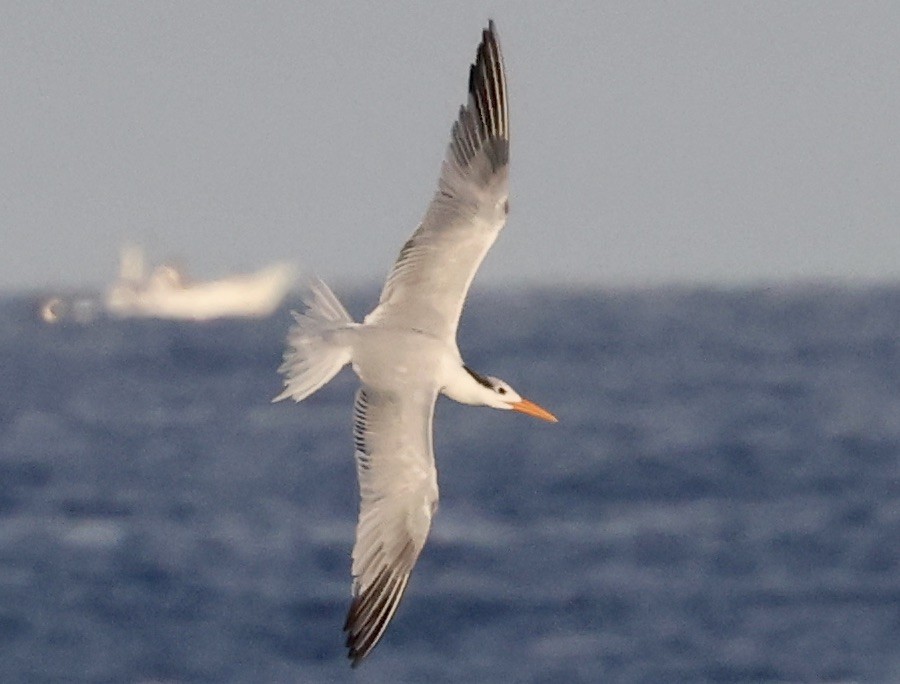 Königsseeschwalbe - ML646116791