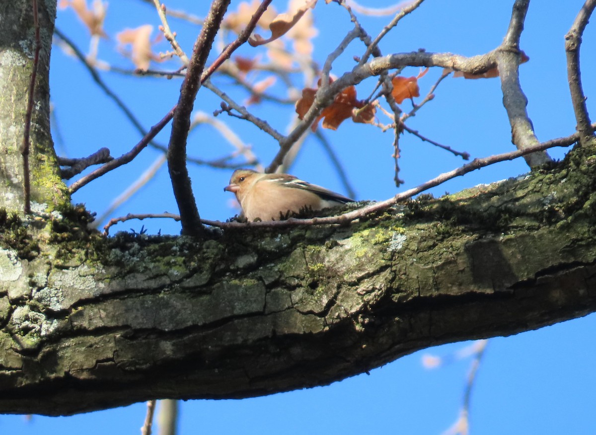 Buchfink - ML646116792