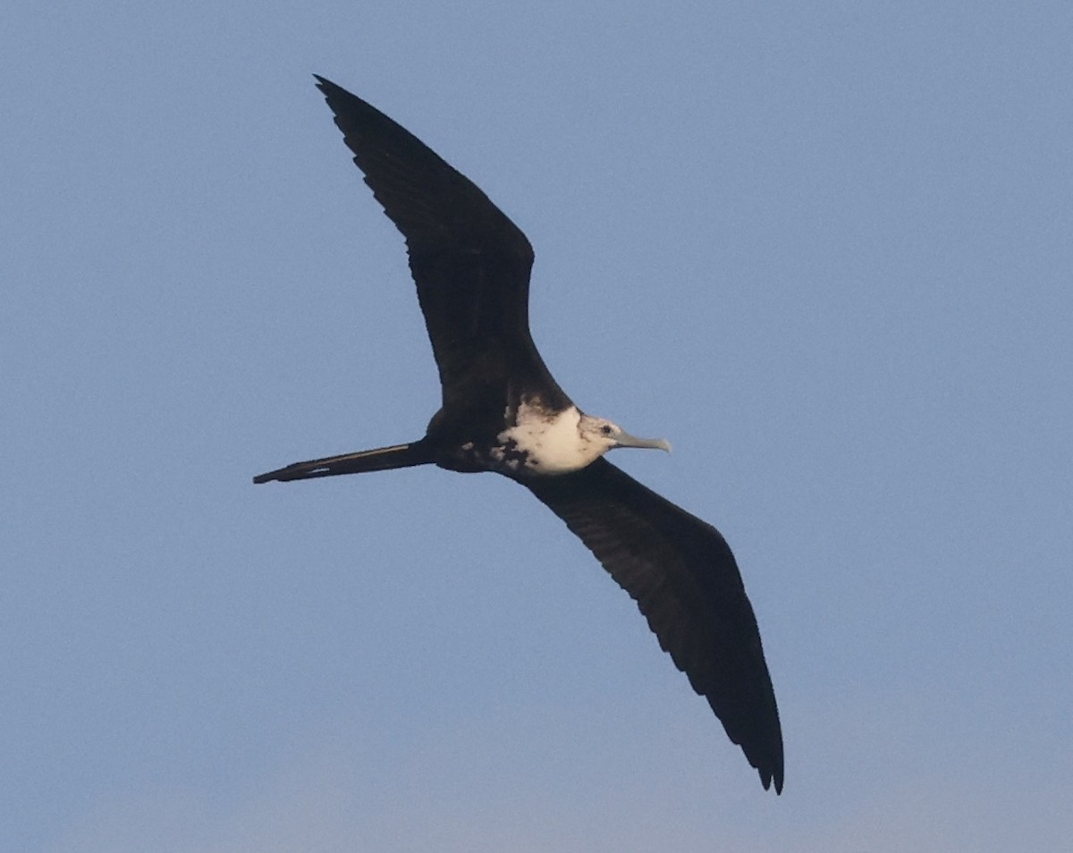 Prachtfregattvogel - ML646116794