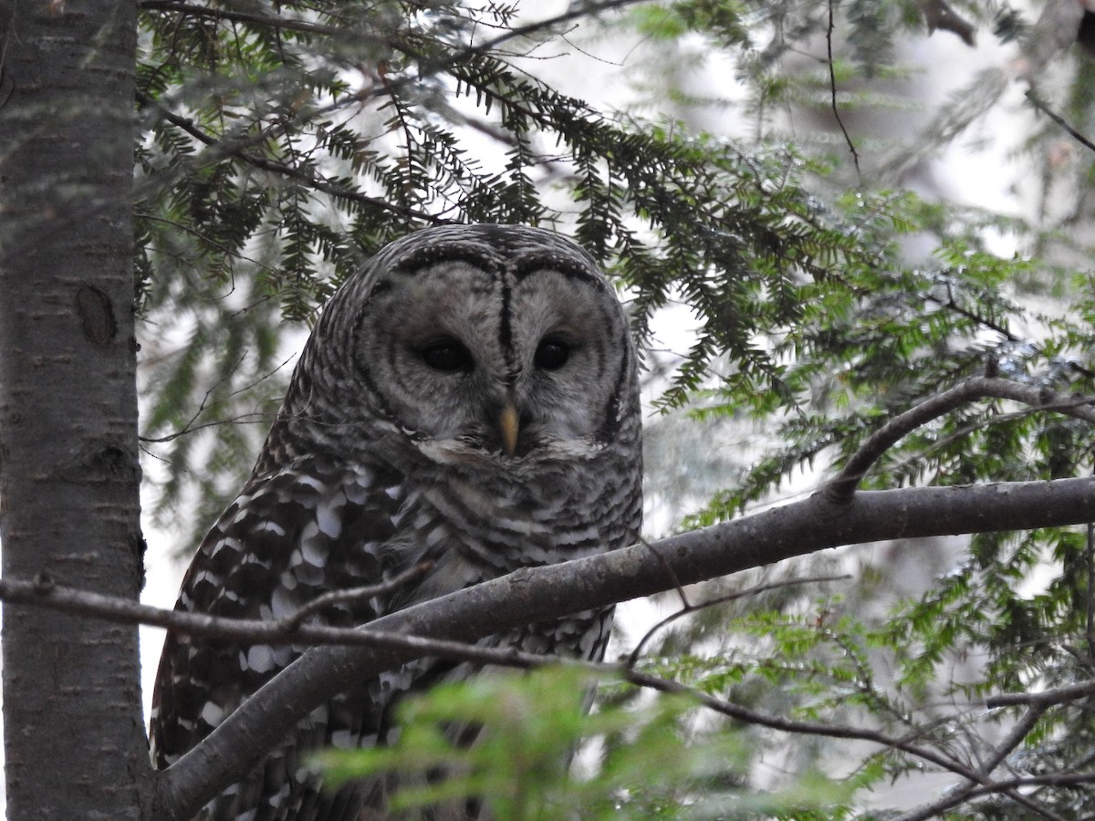 Streifenkauz - ML646116795