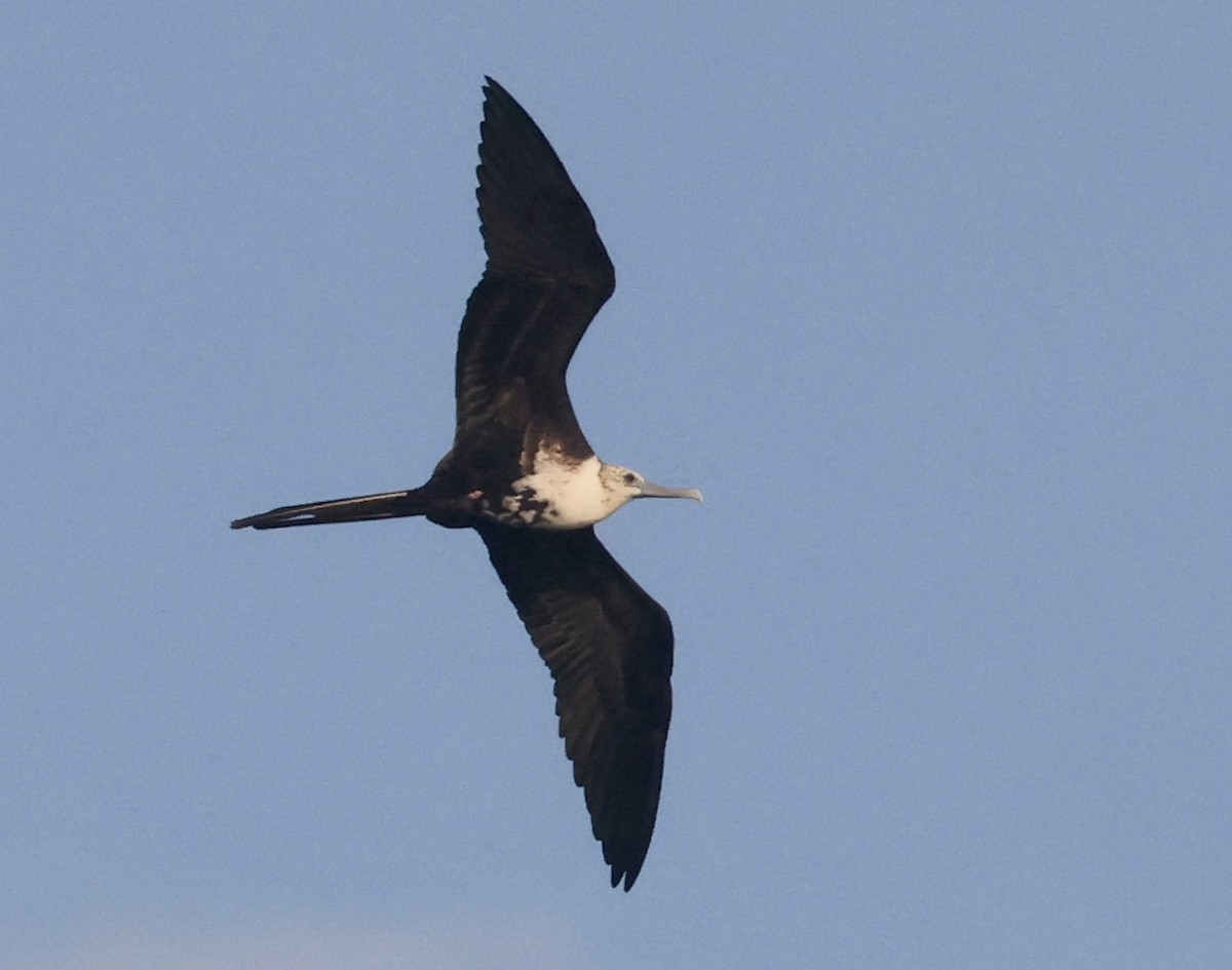 Prachtfregattvogel - ML646116796