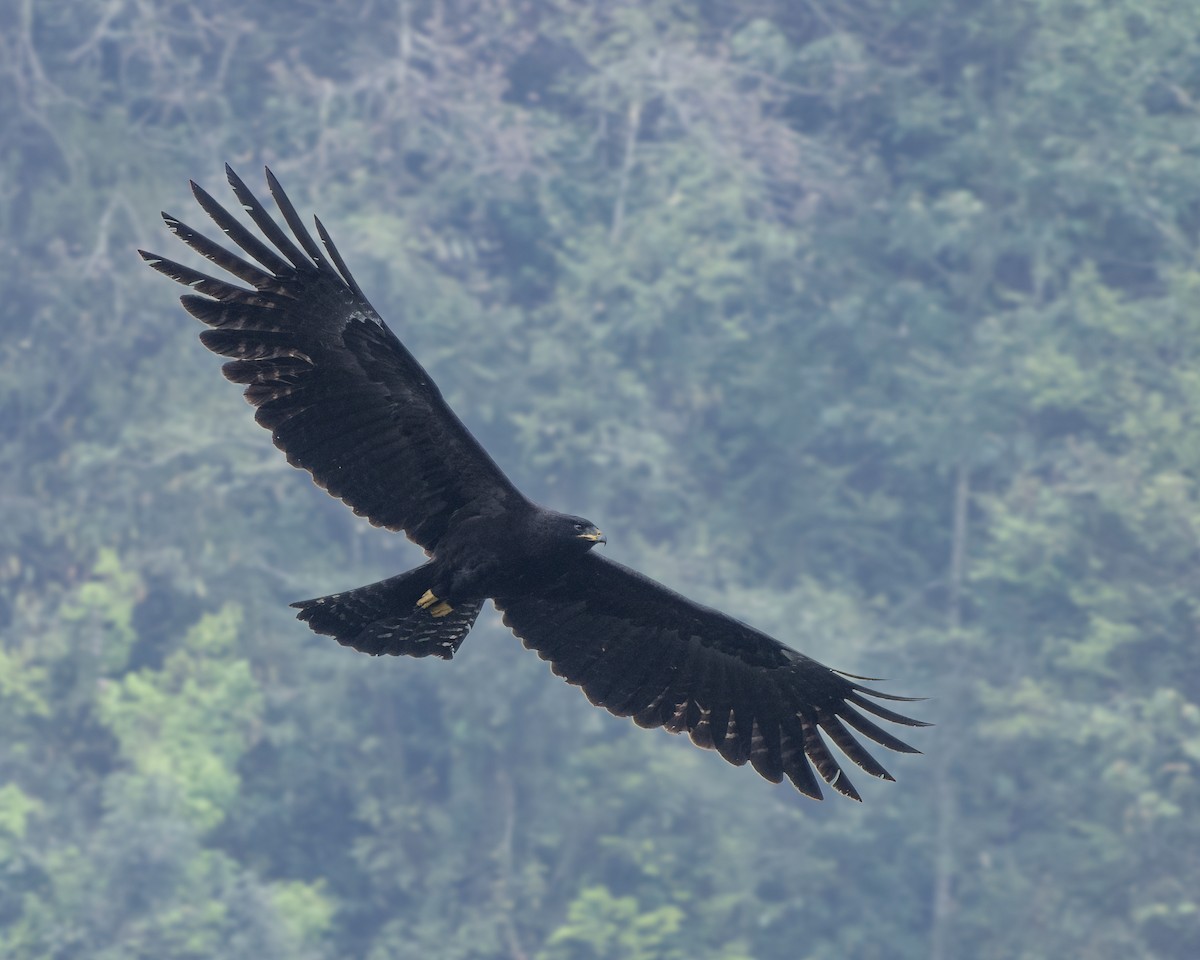 Black Eagle - ML646116797