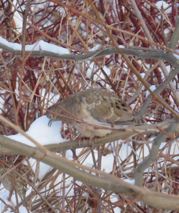 Carolinataube - ML646116798