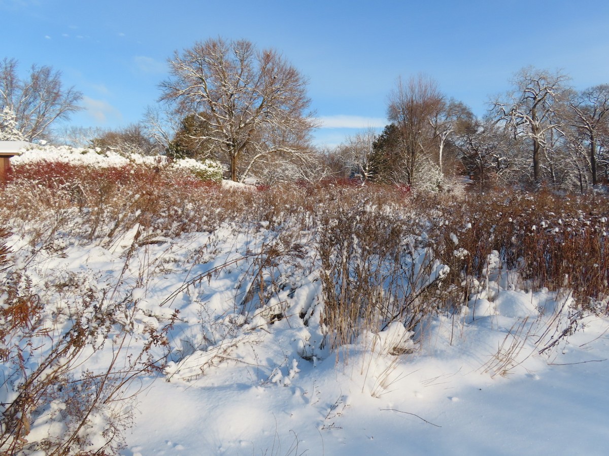 Carolinataube - ML646116799