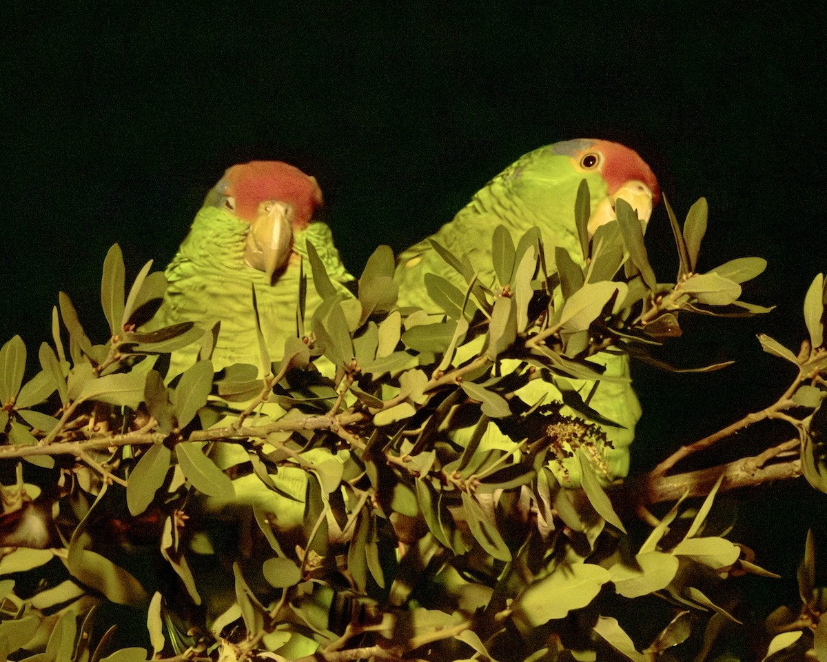 Red-crowned Amazon - ML646116801