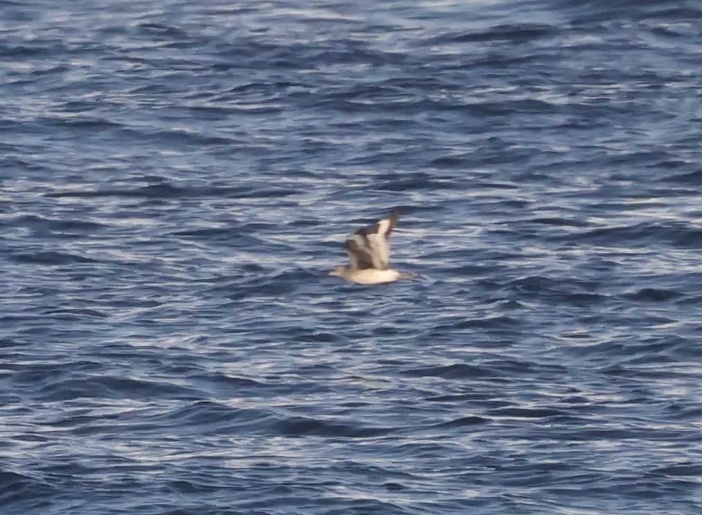 Schlammtreter - ML646116802