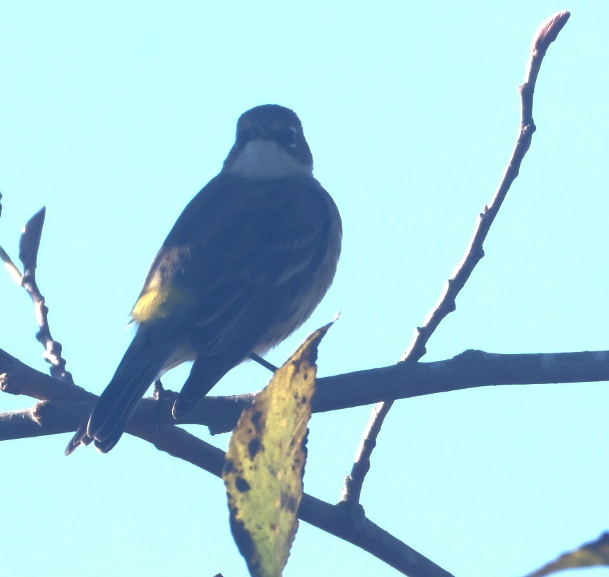 Yellow-rumped Warbler (Myrtle) - ML646116805