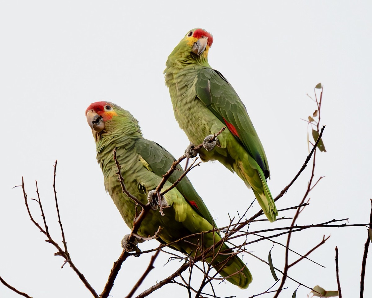 Red-lored Amazon - ML646116806