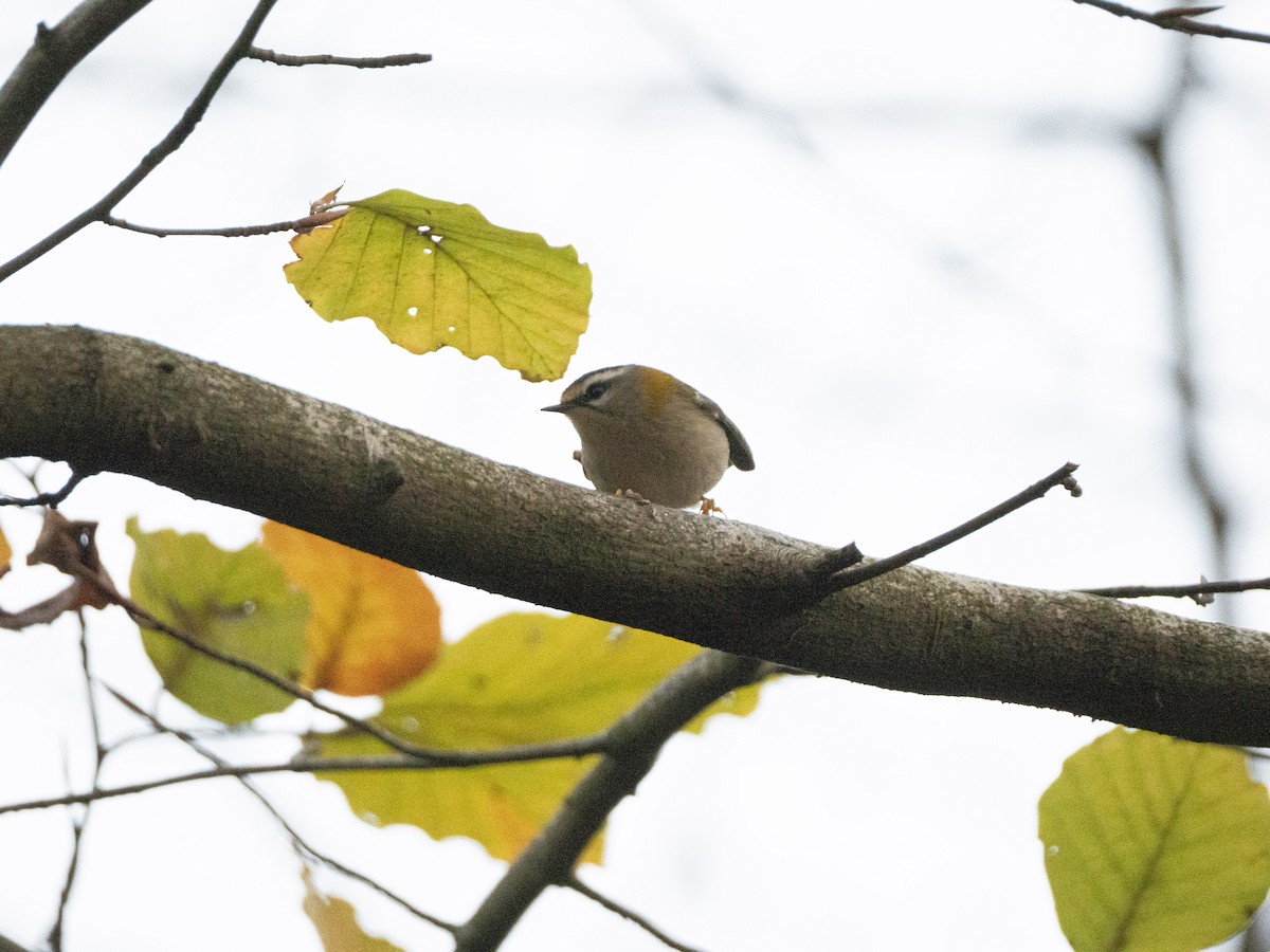 Common Firecrest - ML646116809