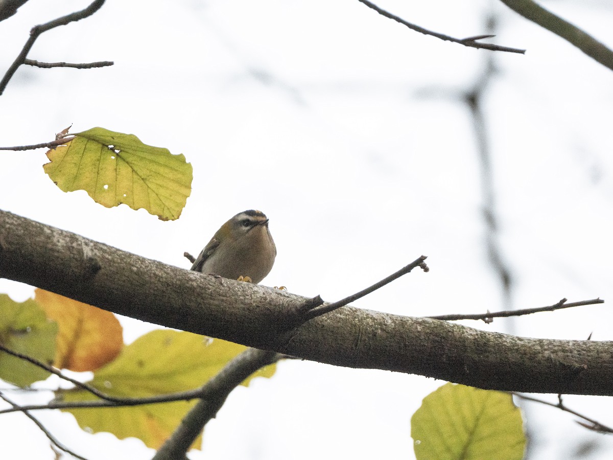 Common Firecrest - ML646116810