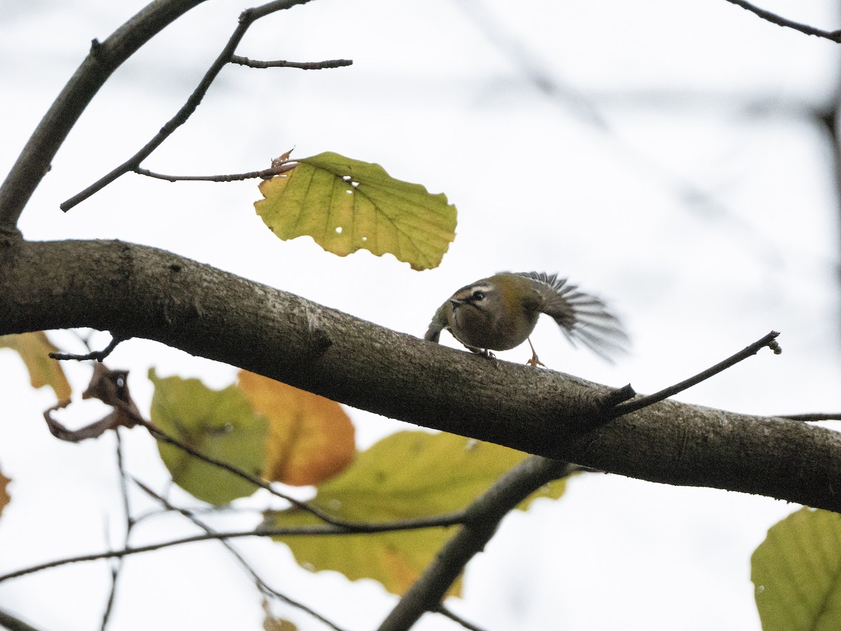 Common Firecrest - ML646116811