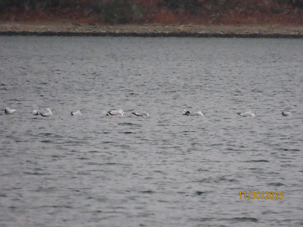 Halkalı Martı - ML646116814