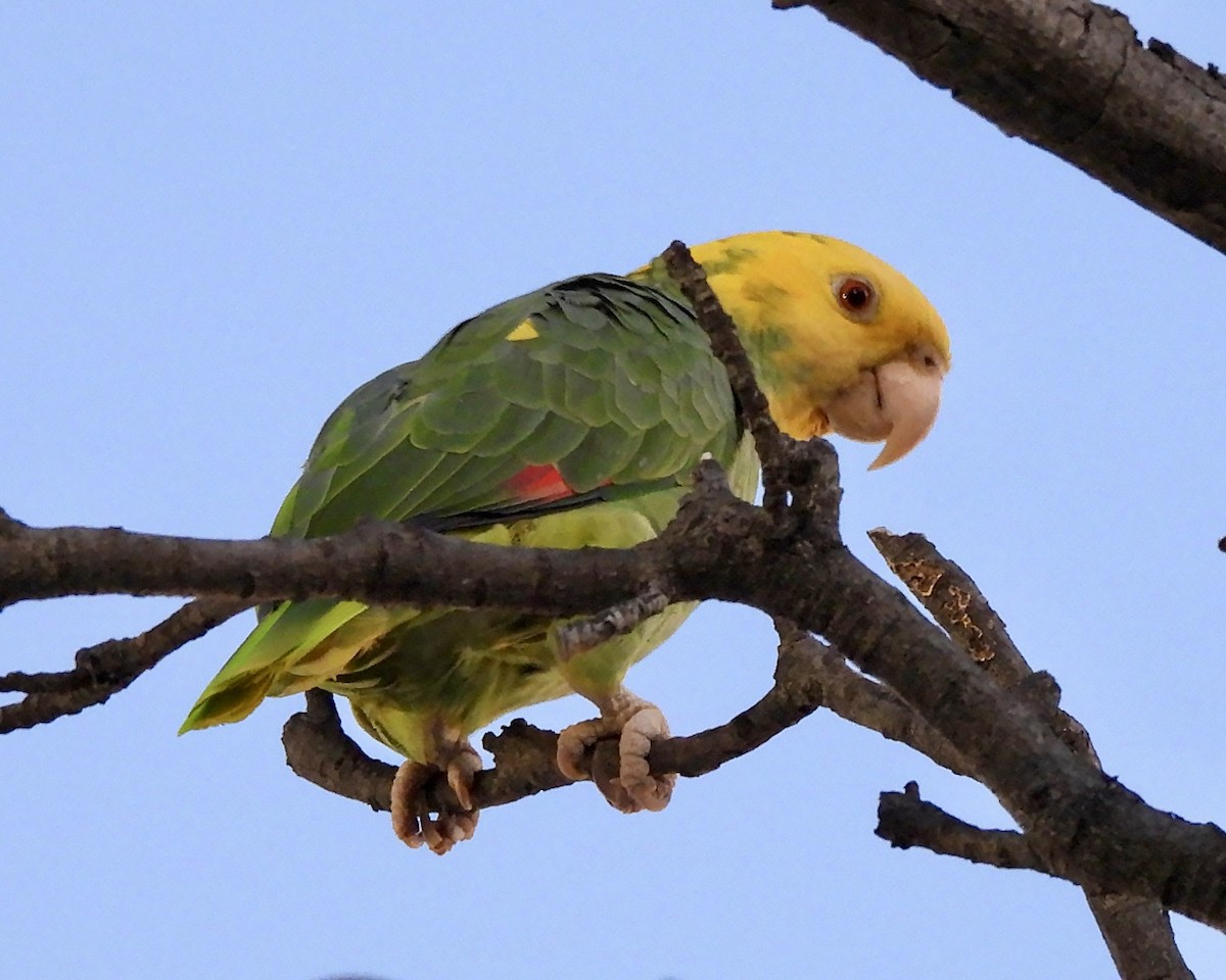 Gelbkopfamazone - ML646116816