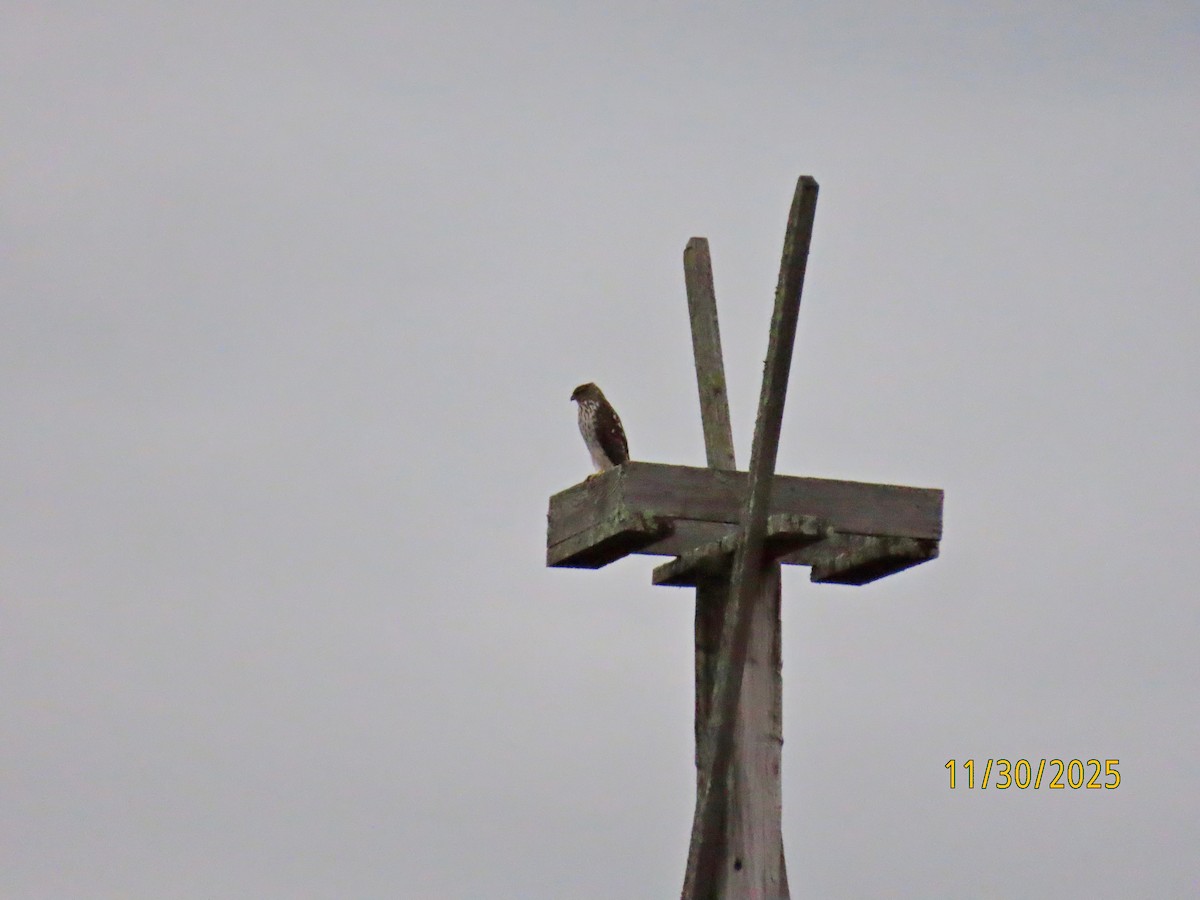 Яструб чорноголовий - ML646116822